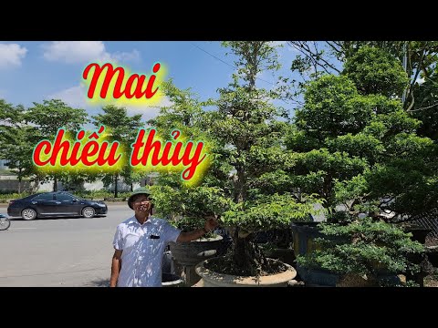 SH.6346. Beautiful Mai chieu thuy lot for sale at reasonable price. Contact phone number 0945.467...