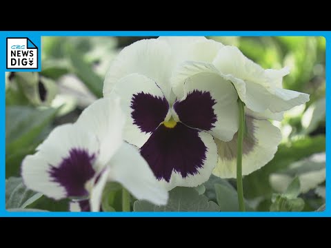 園芸 ネパール産ススキ