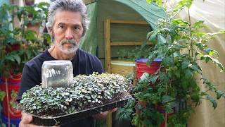 Grow Superfood in Sand with Mason Jar, Red Cabbage Microgreens