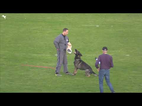 Schutzdienst - Bundessiegerprüfung 2019 mit Isco