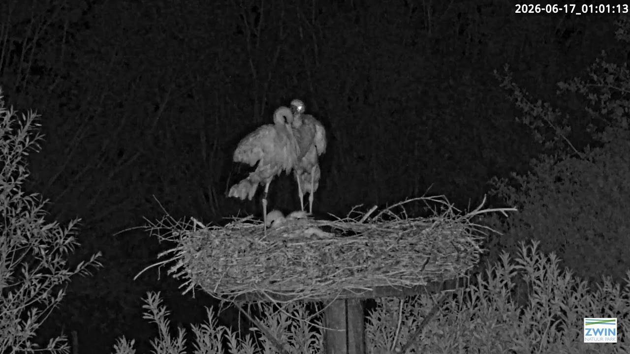 Live webcam view of White Stork Nest at Zwin Park