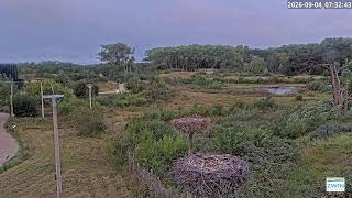 Livestream ooievaarstoren Zwin Natuur Park live webcam