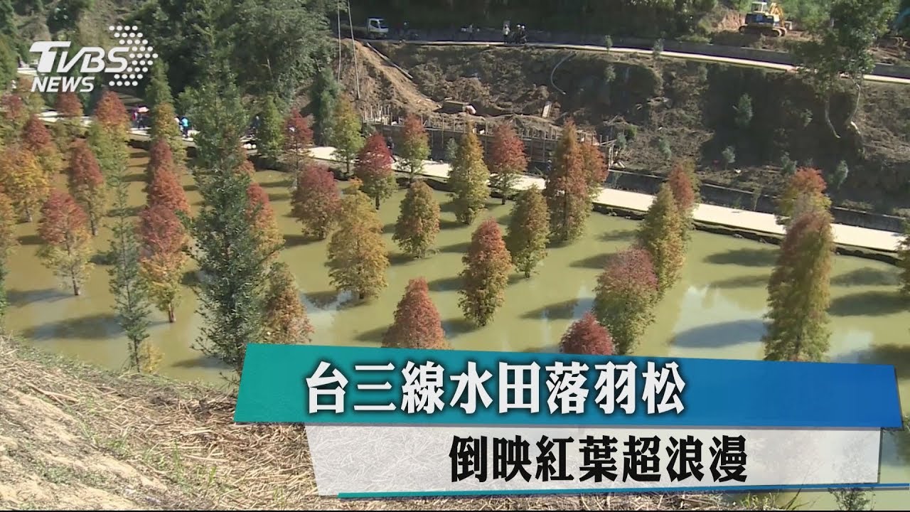 台三線水田落羽松 倒映紅葉超浪漫