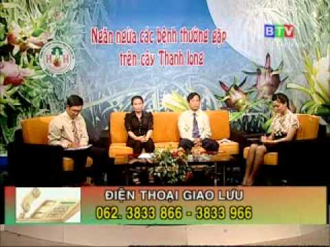 Ngăn Ngừa Các Bệnh Thường Gặp Trên Cây Thanh Long