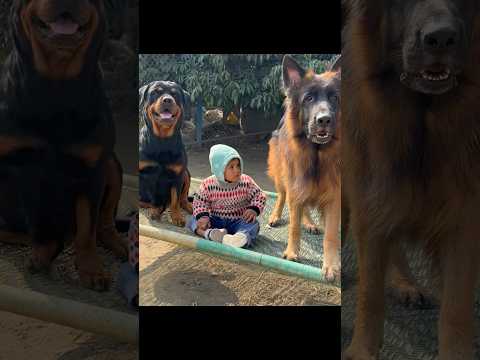 Dogs Protecting child🚨Strongest Security ‼️✅#rottweiler #zplussecurity #shorts #doglover