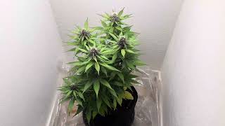 The Attitude Seed Bank is Legit!!!