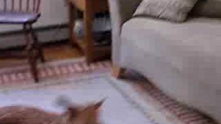 evan hanahoe irish terrier 1