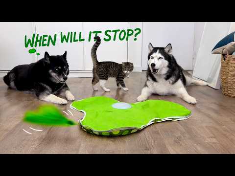 New Toy Drove the KITTEN CRAZY And Put my HUSKY to Sleep!