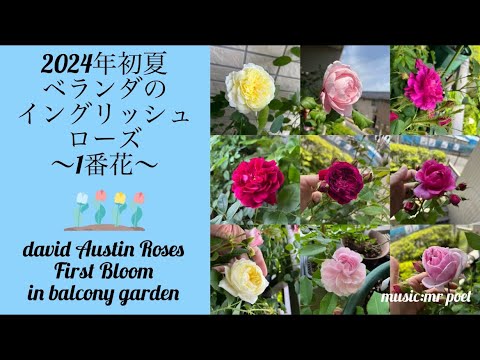 バルコニーのツタの植物 北の露出はつる性の花を露出します 風の眺め 東西のつる性低木