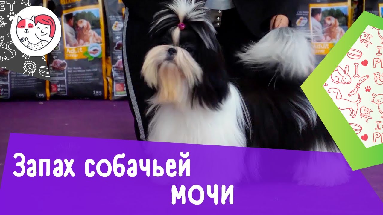 Как избавиться от запаха собачьей мочи: 4 совета