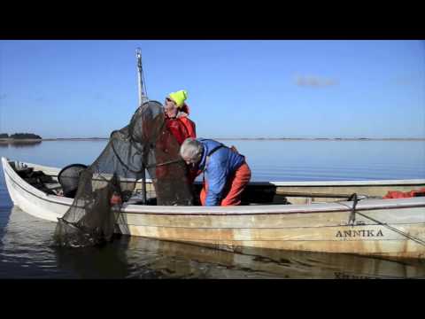 Smelt i Stadil Fjord