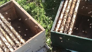 العجب هذه السنة البيوت الملكية بقوة