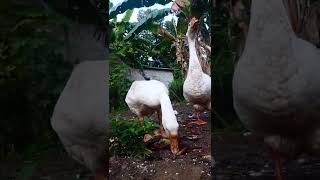 Download lagu Angsa lucu mp3 Download lagu Angsa lucu mp3