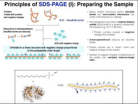 Biotechniques | Principles of SDS-PAGE (Protein Separation)