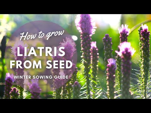 How to Collect & Winter Sow Liatris Seeds | Perennial Garden