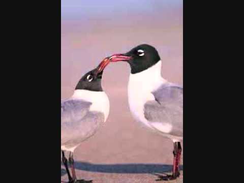 M3tis feat. Epp Kõiv - Naerukajakad (Selle õhtu panen loopima)  (Dokora Remix)