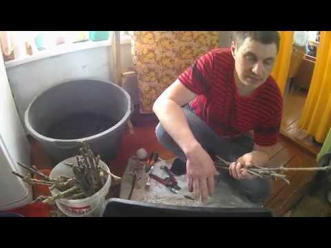 Черенки винограда//Подготовка к укоренению