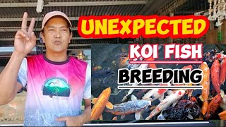 PAANO MAG BREED NG KOI FISH / BIGLAANG KOI FISH BREEDING