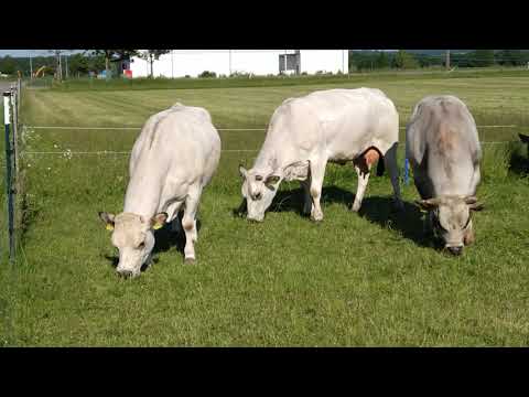 Piemonteser Rind, Bulle, Kälber, Wagyu Kuh