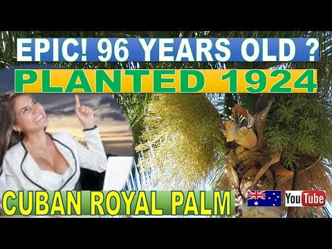 🇦🇺🌴💡 96 YO! OLDEST CUBAN ROYAL PALM TREE "PLANTED 1924"  IN BRISBANE CITY'S CITY BOTANIC GARDEN!