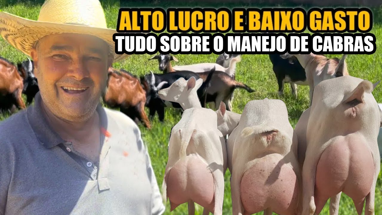 ELA DA LEITE IGUAL VACA - RAÇA DA ATÉ 13L /DIA