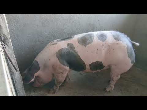 Criação de porcos em Pernambuco 