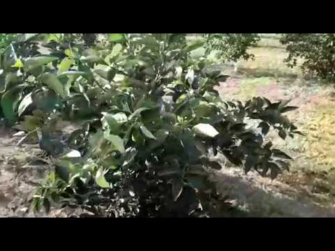 Plantage 1 - Abschnitt 18 - April 2018