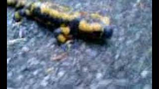 Feuersalamander still