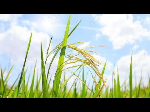 X -Perience - Magic Fields -Extended Version HQ*