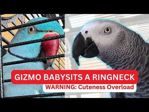 Cuteness Overload: African Grey Gizmo Takes Care of New Indian Ringneck Bloob for the First Time!