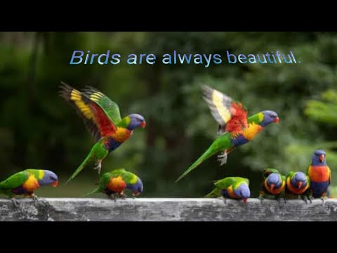 |Beautiful Birds activities| |Birds| BUGO Linaty.