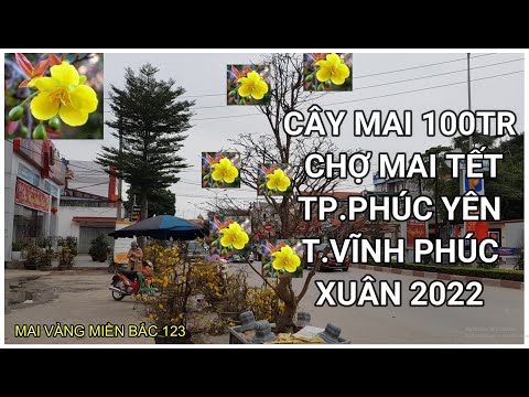 🔴 QBS2188 - Refer to the price of yellow apricot blossoms on Tet holiday in Phuc Yen city, Vinh P...