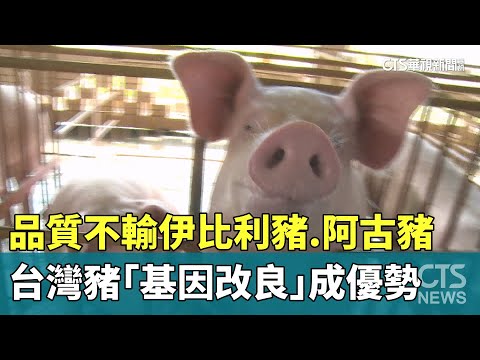 品質不輸伊比利豬.阿古豬　台灣豬「基因改良」成優勢