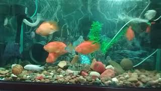 preview picture of video 'Parrot fish aquarium'