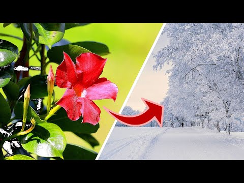 Dipladenia überwintern | Was du JETZT unbedingt beachten musst!