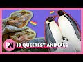 10 Seriously Gay Animals