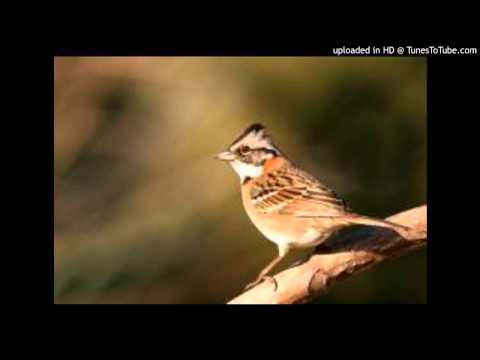 Today's Tango Is... Ya No Cantas Chingolo - Roberto Firpo 12-04-1928