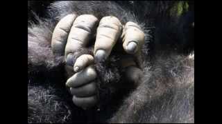 Bruno Mars - Gorilla ( Español )