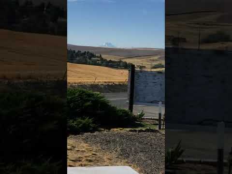 Wheat fields with Mts Adams an Hood in distance