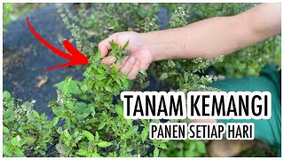 Download lagu BUDIDAYA DAUN KEMANGI DI POLYBAG DENGAN SEMAI BIJI DAN STEK BATANG , PETIK & PANEN KEMANGI TIAP HARI mp3