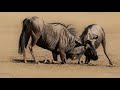 Wildebeest Fight