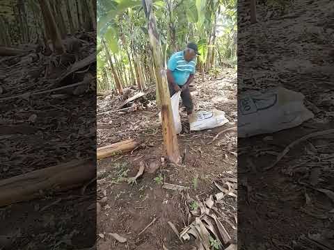 Dia de trabalho.  parte 1