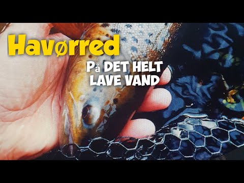 Åens Havørred