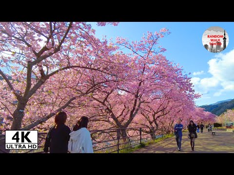 The Best Cherry Blossom in Japan, Kawazu Sakura 2025 Walking Tour from Kawazu Station - 4K/ULTRA HDR