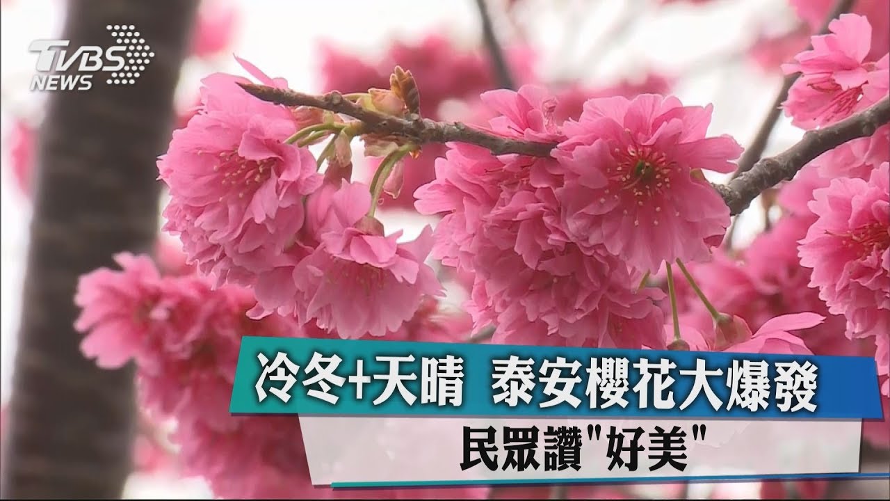 「冷冬+天晴」泰安櫻花大爆發 民眾讚「好美」