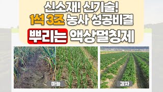 일석삼조 농사성공 비결! 편하고 쉬운 효과만점 멀칭 방법