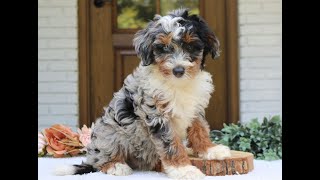 Video preview image #1 Bernedoodle (Miniature) Puppy For Sale in NARVON, PA, USA