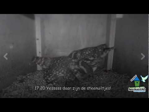 NestkastLive,Sprundel, yes 2 steenuiltjes in de kast!