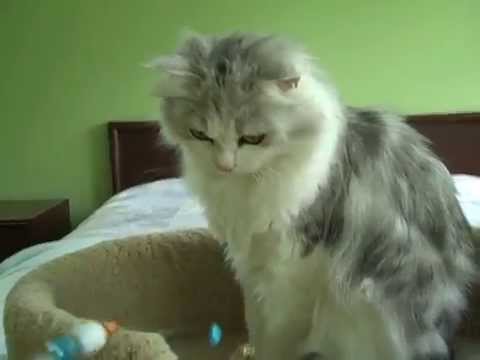 Kaerik RagaMuffin Cat for Adoption