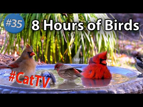 8 Hours of Birds Drinking & Splashing in a Birdbath with Sound and A Dozen Different Birds #CatTV
